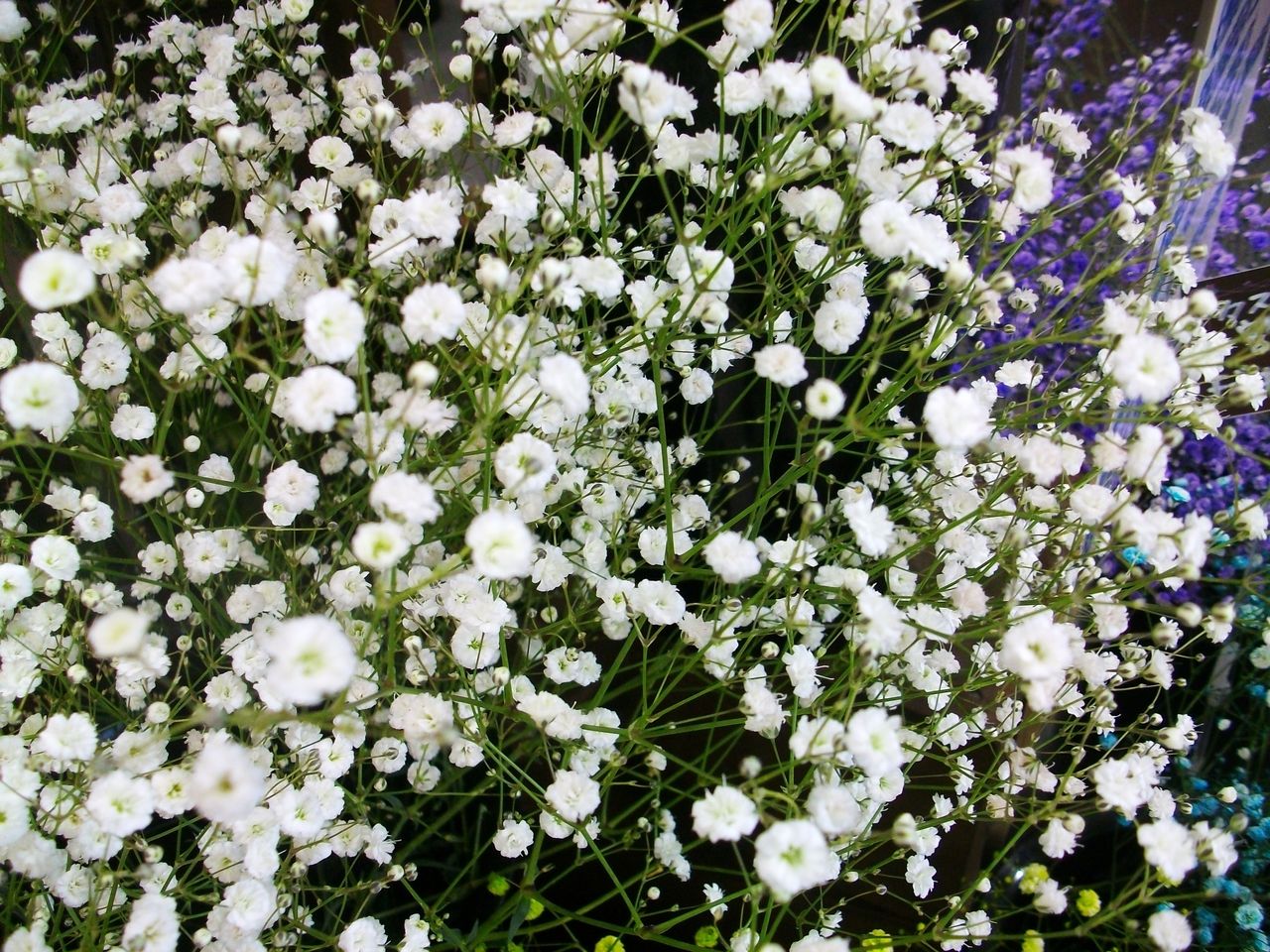 霞草 花糸撫子 群撫子 先代さるく