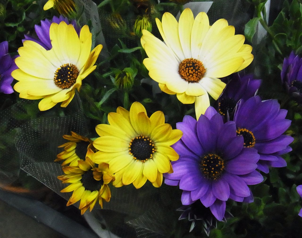 オステオスペルマム アフリカンデージー 先代さるく