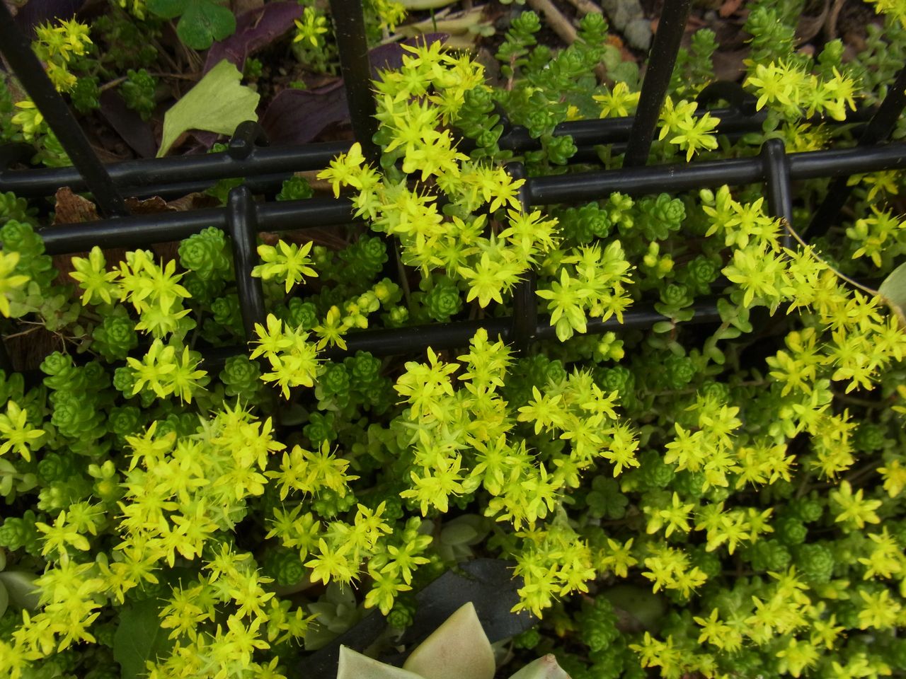 セダム 万年草 先代さるく