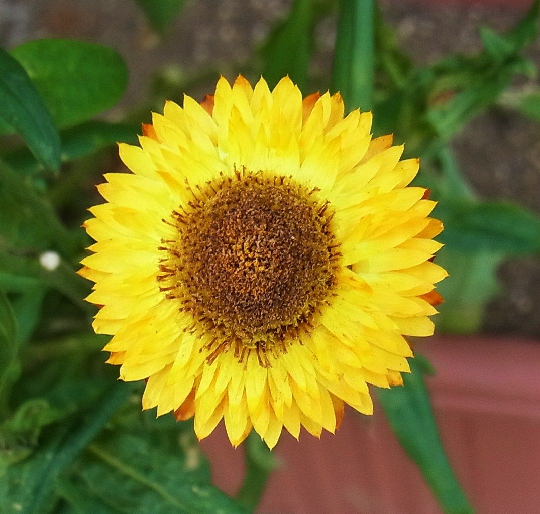 ヘリクリサム 麦藁菊 帝王貝細工 先代さるく