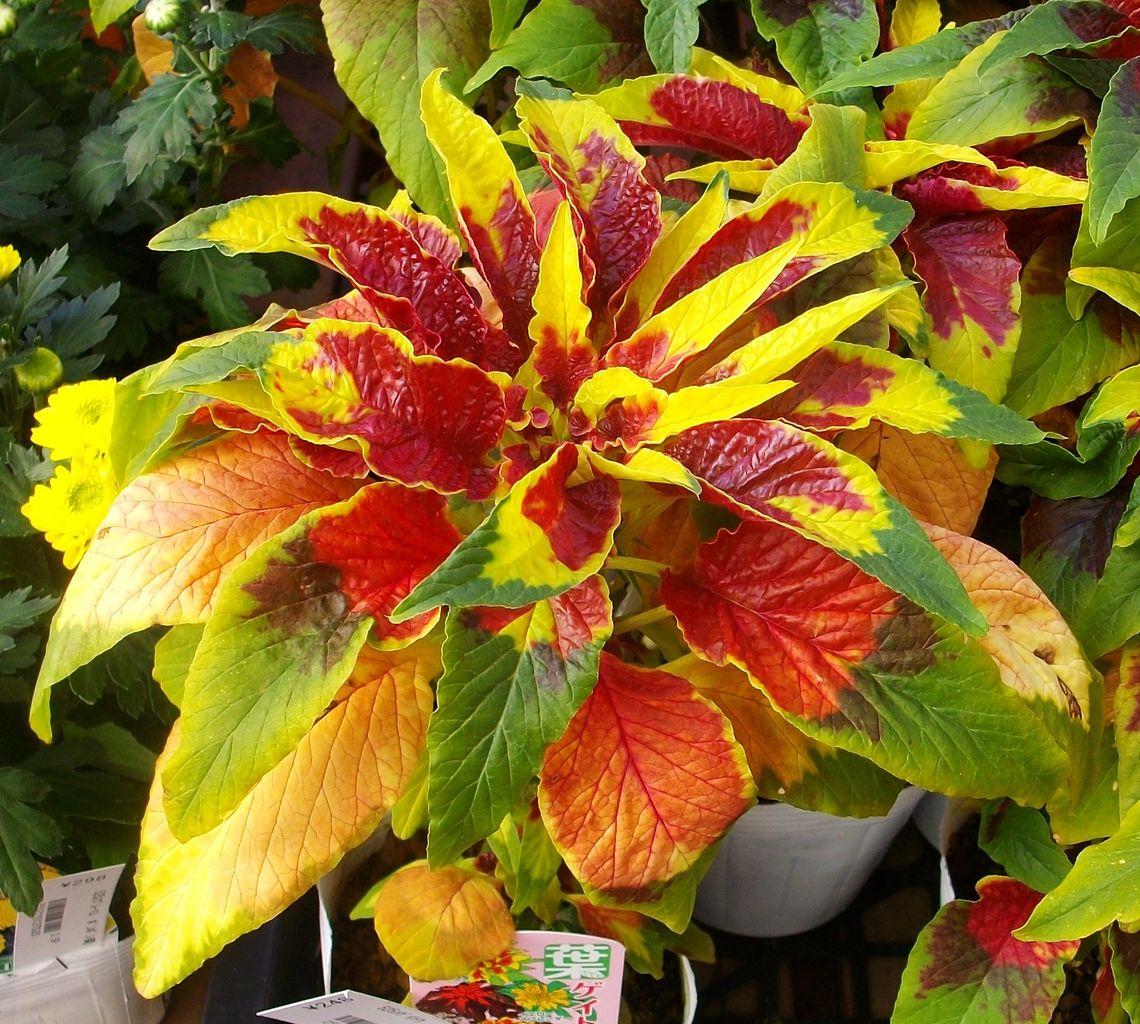 葉鶏頭 雁来紅 先代さるく