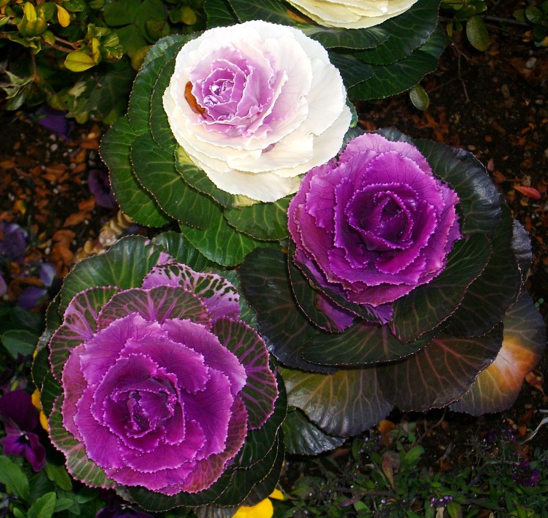 葉牡丹 花キャベツ 先代さるく 葉牡丹 花キャベツ 先代さるく