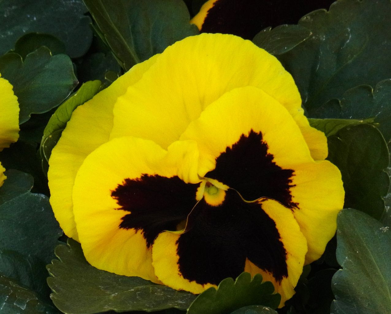 パンジー ビオラ 三色スミレ 先代さるく