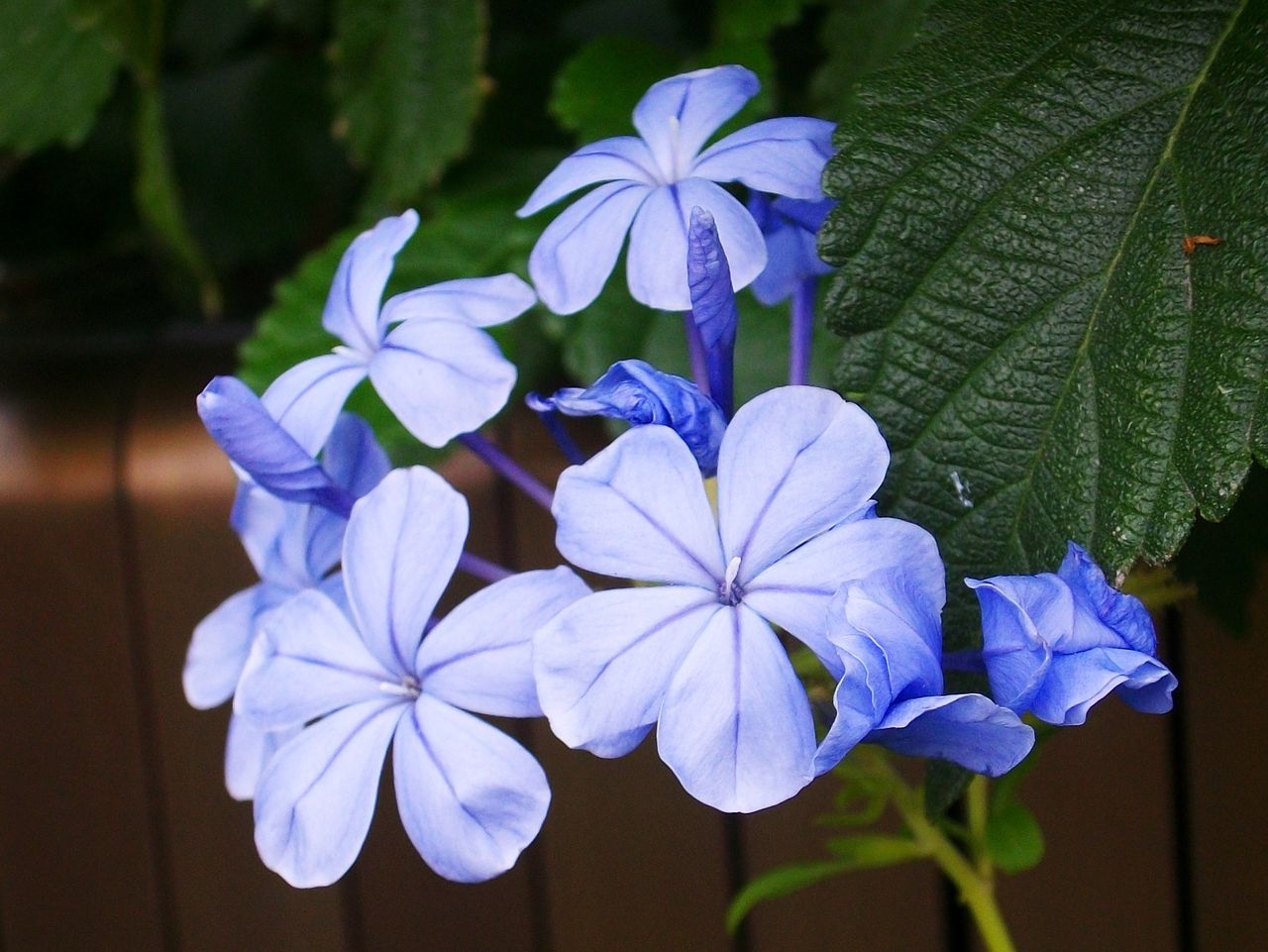 瑠璃茉莉 青茉莉 プルンバゴ 先代さるく