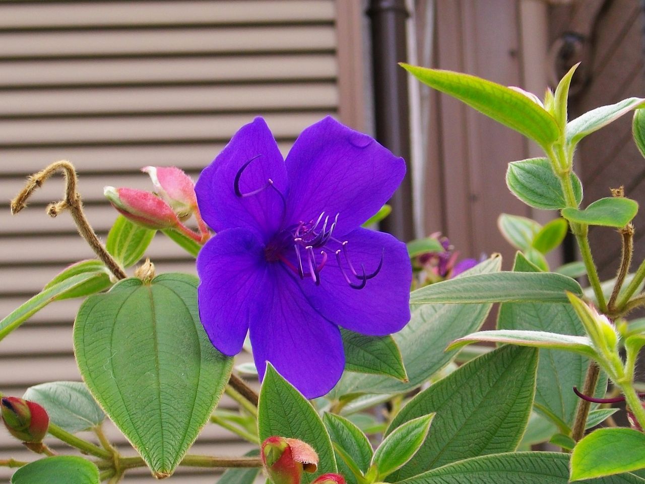 紫紺野牡丹 スパイダーフラワー 先代さるく