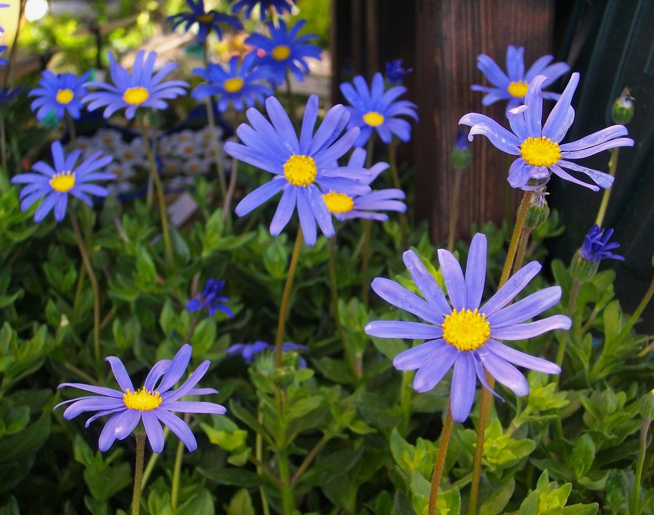 ブルーデージー 瑠璃雛菊 先代さるく