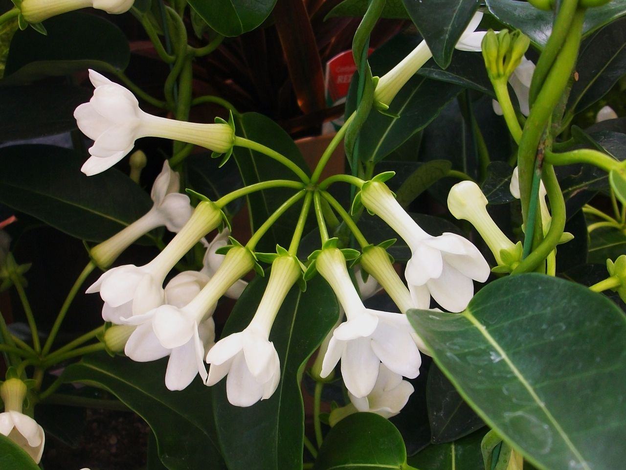 マダガスカルジャスミン アフリカシタキヅル 先代さるく