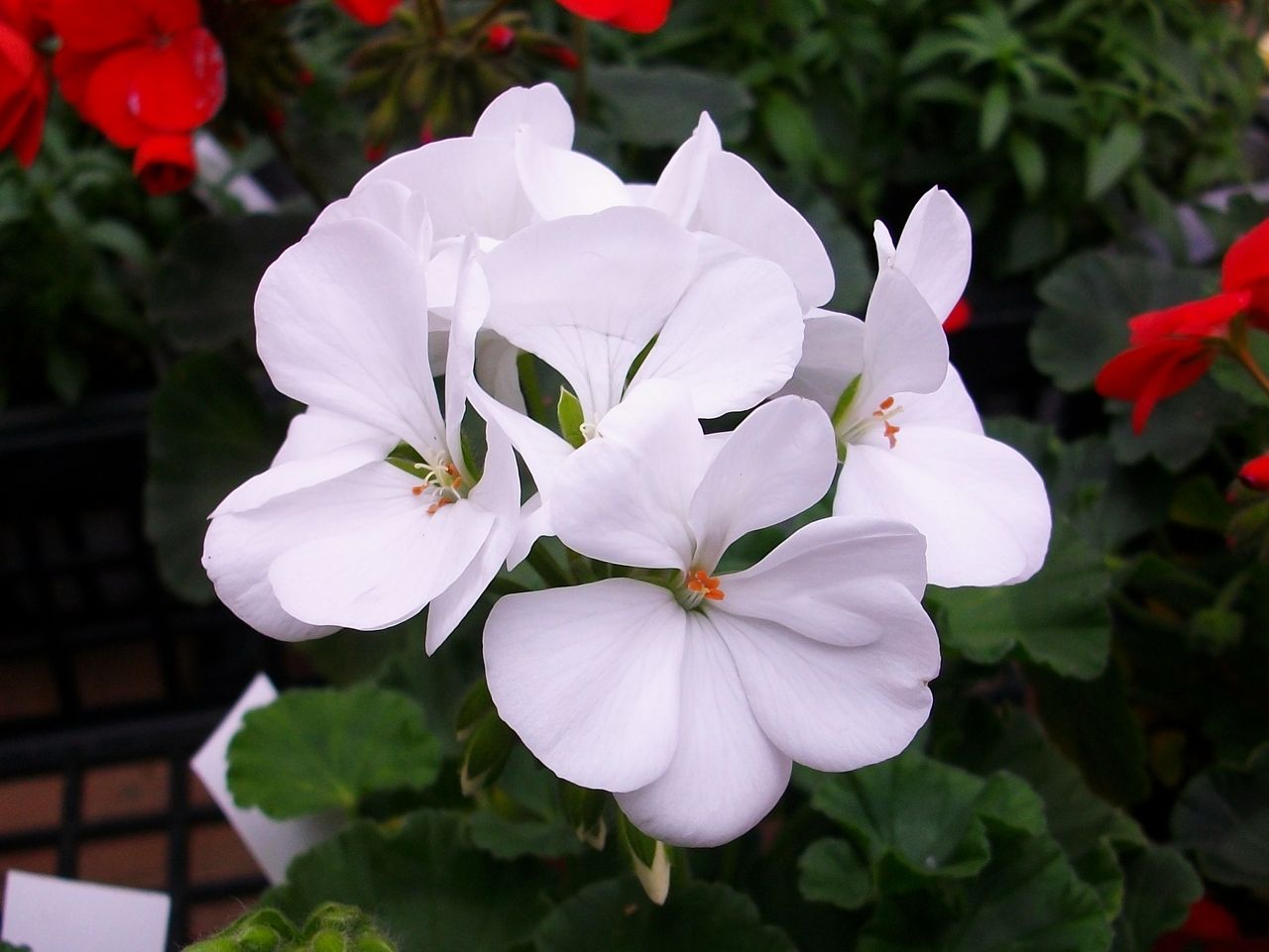 大幅値下 メール便ok 日本製 ゼラニウム様 専用 ブランドショッパー付き Www Veenaproducts Com