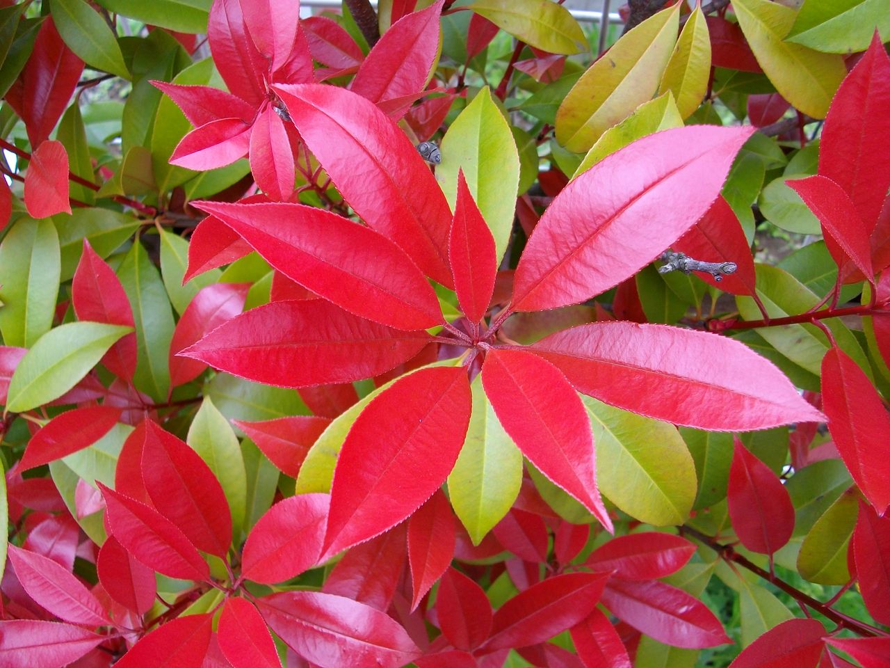 紅要黐 要黐 赤芽黐 先代さるく