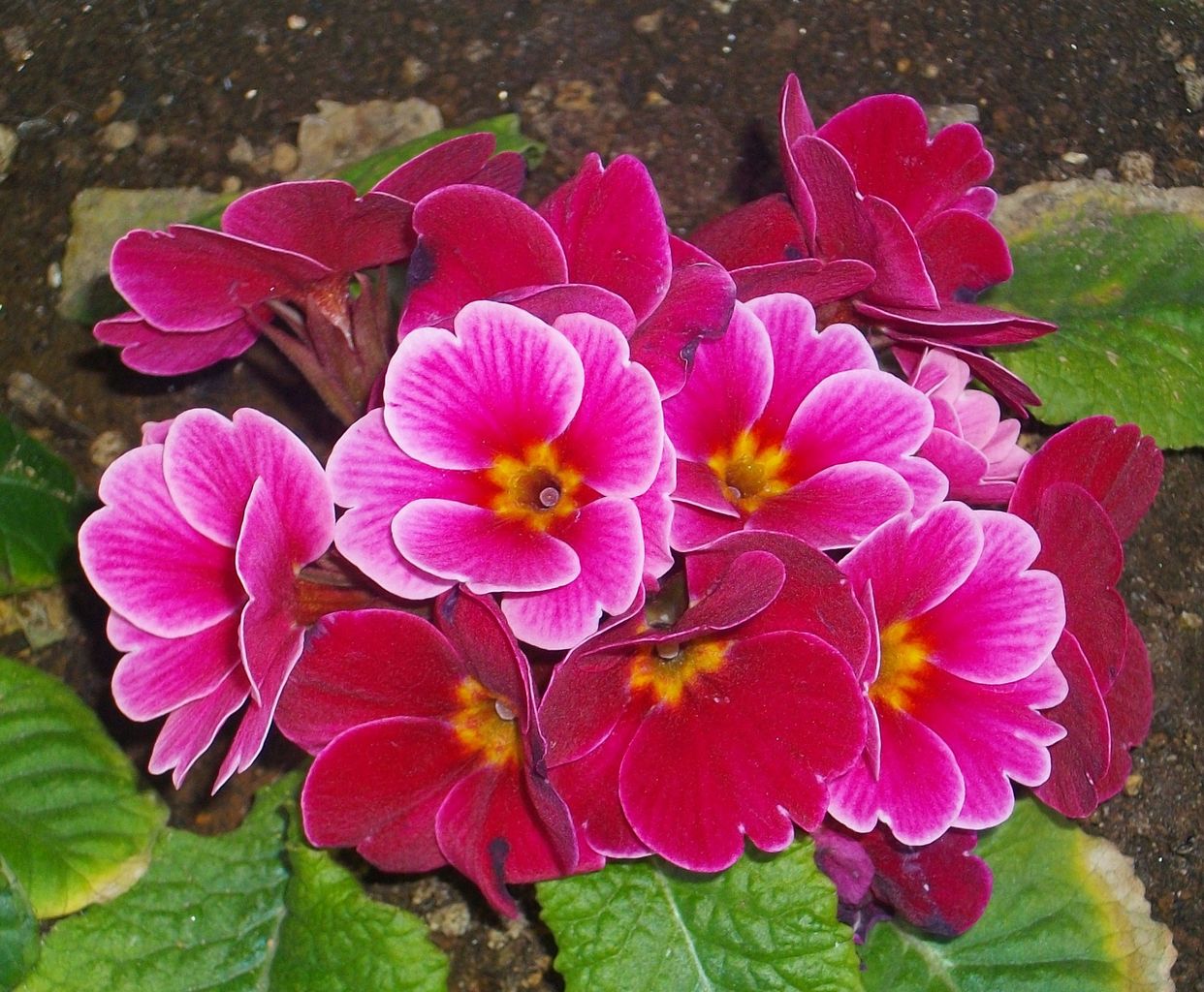 プリムラジュリアン 先代さるく