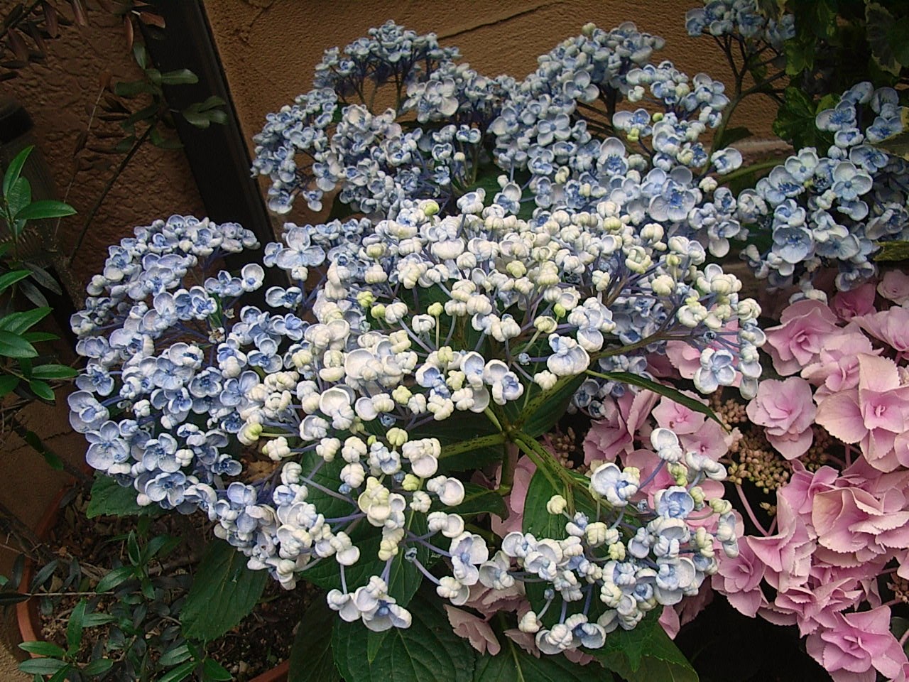 お多福紫陽花 渦紫陽花 渦潮紫陽花 先代さるく