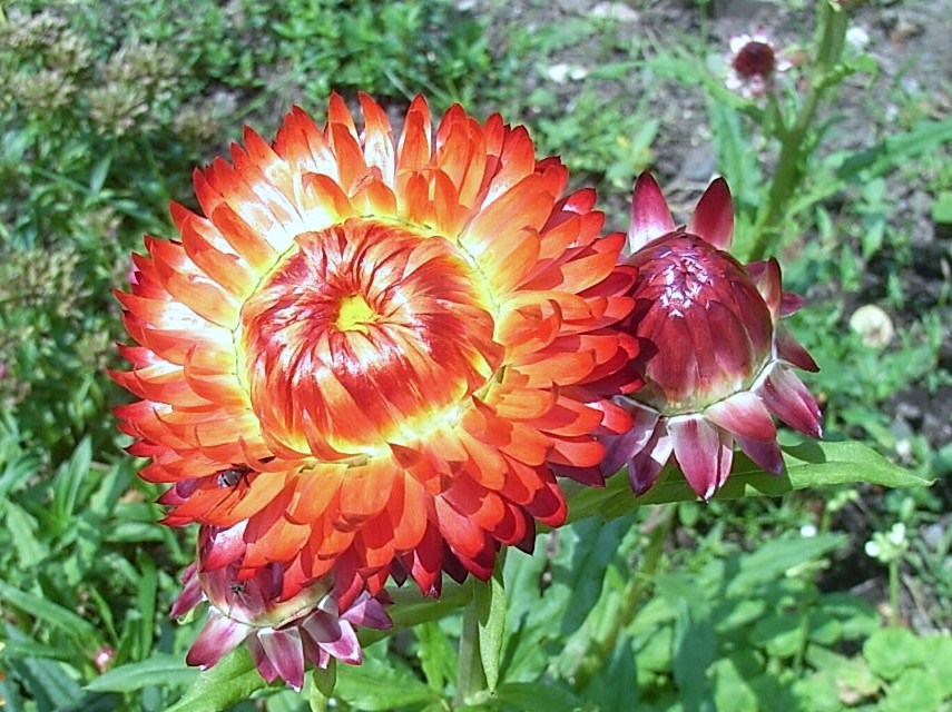 麦藁菊 帝王貝細工 ヘリクリサム 先代さるく