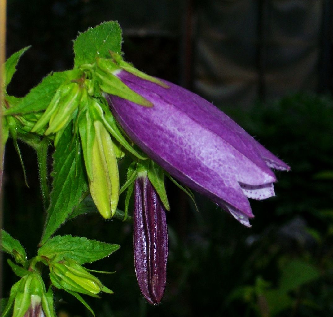 歳時記 夏 蛍袋 釣鐘草 提灯花 風鈴草 先代さるく