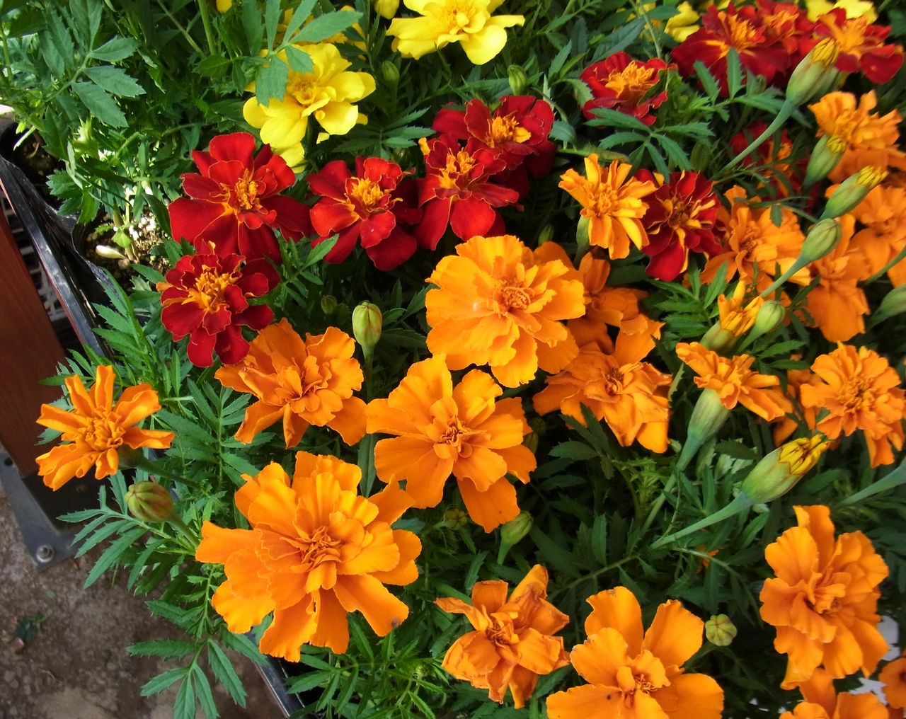 マリーゴールド 孔雀草 万寿菊 千寿菊 先代さるく