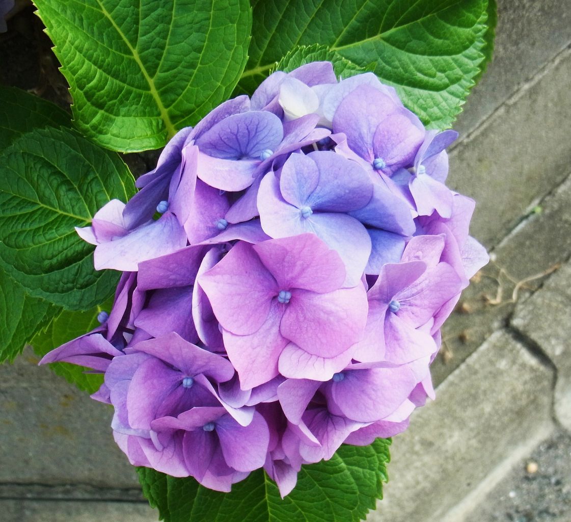 紫陽花 四葩 七変化 先代さるく 紫陽花 四葩 七変化 先代さるく