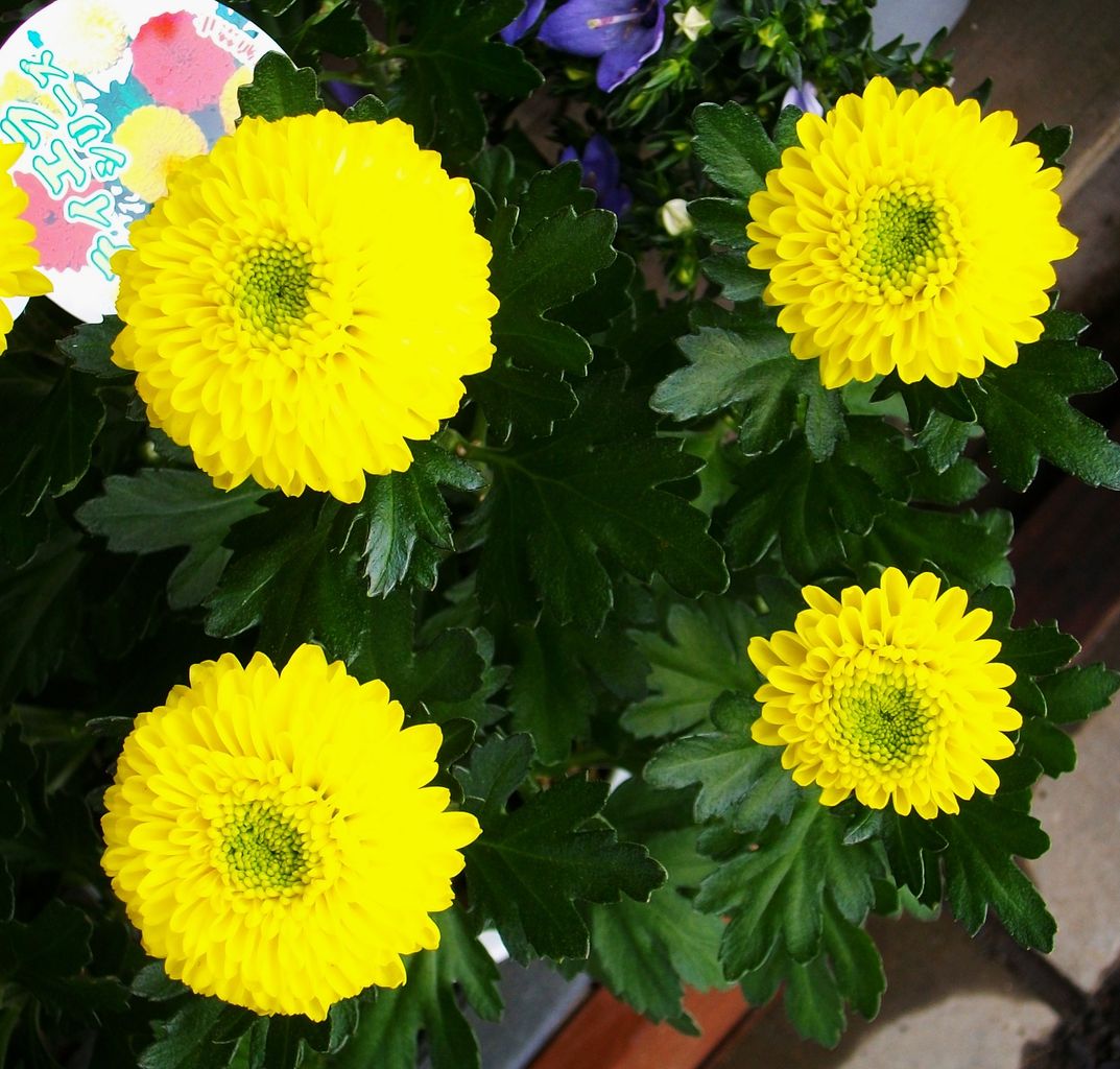ポンポン菊 ポンポンマム 先代さるく