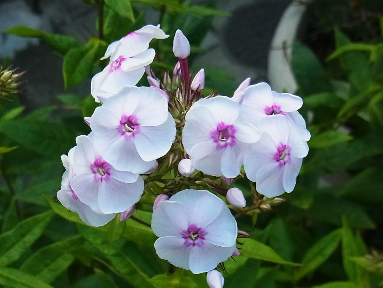 花魁草 草夾竹桃 宿根フロックス 先代さるく