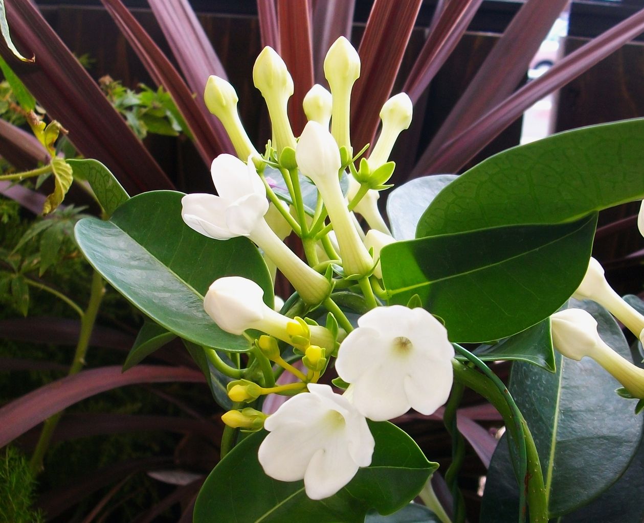 マダガスカルジャスミン アフリカシタキヅル 先代さるく