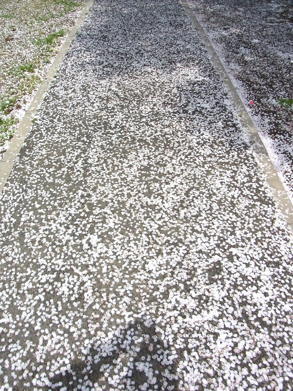 落花 花散る 花屑 花の塵 先代さるく 落花 花散る 花屑 花の塵 先代さるく