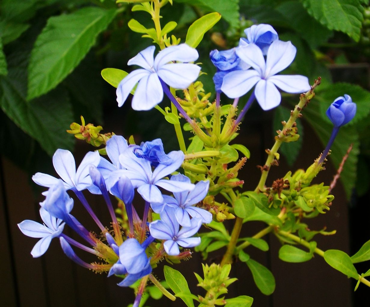 瑠璃茉莉 青茉莉 プルンバゴ 先代さるく