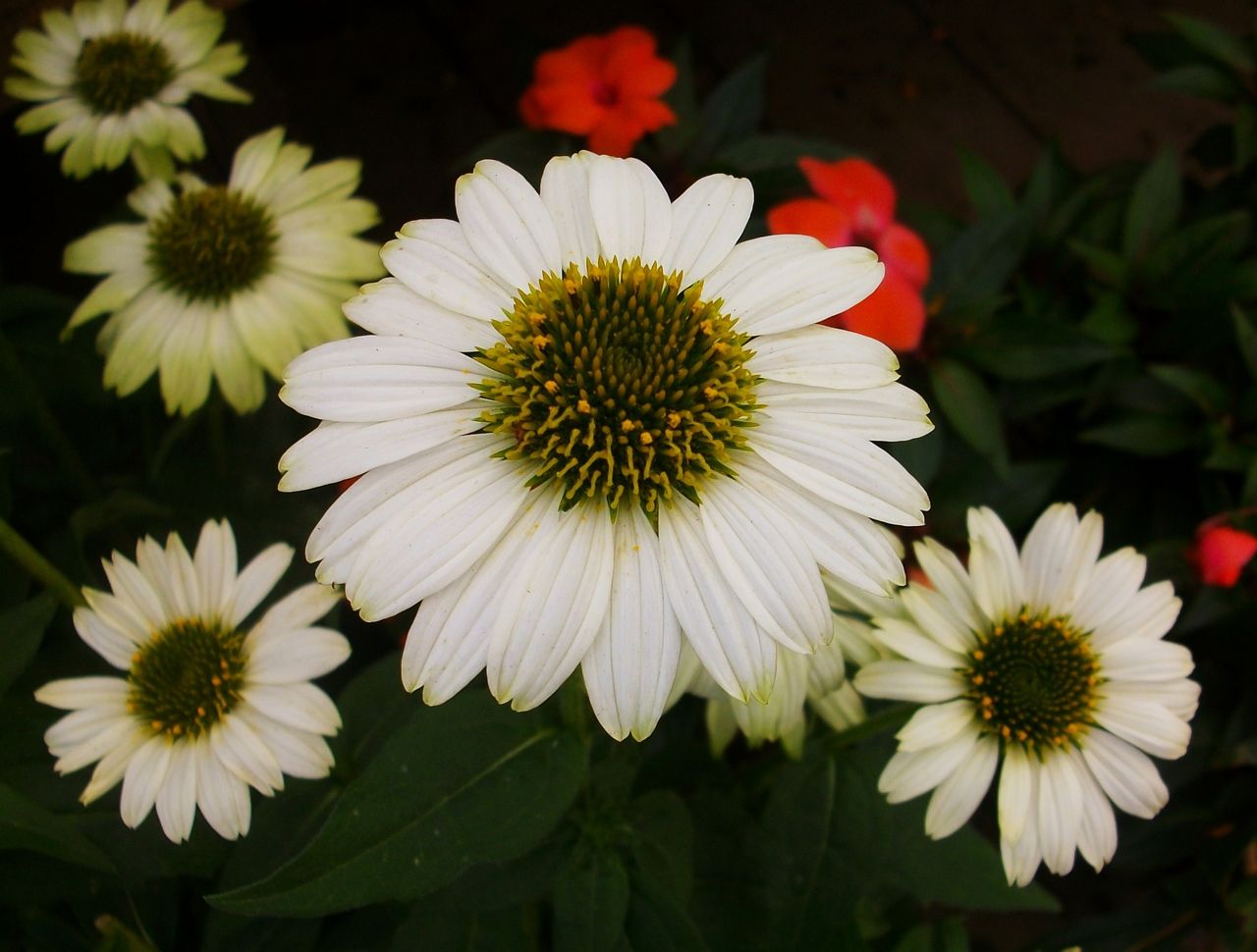 エキナセア 紫馬簾菊 先代さるく