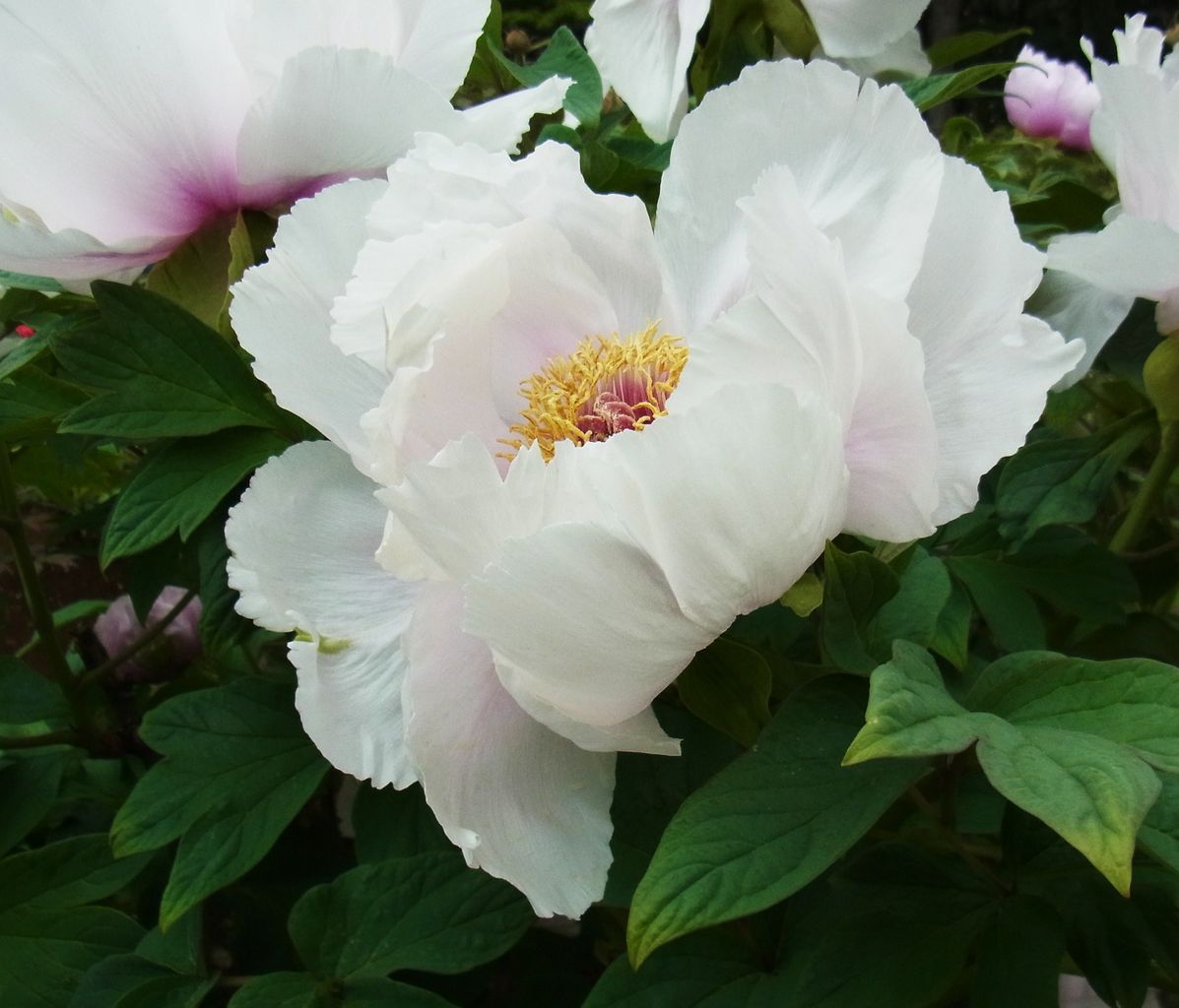 花まつり 牡丹 連鶴 先代さるく