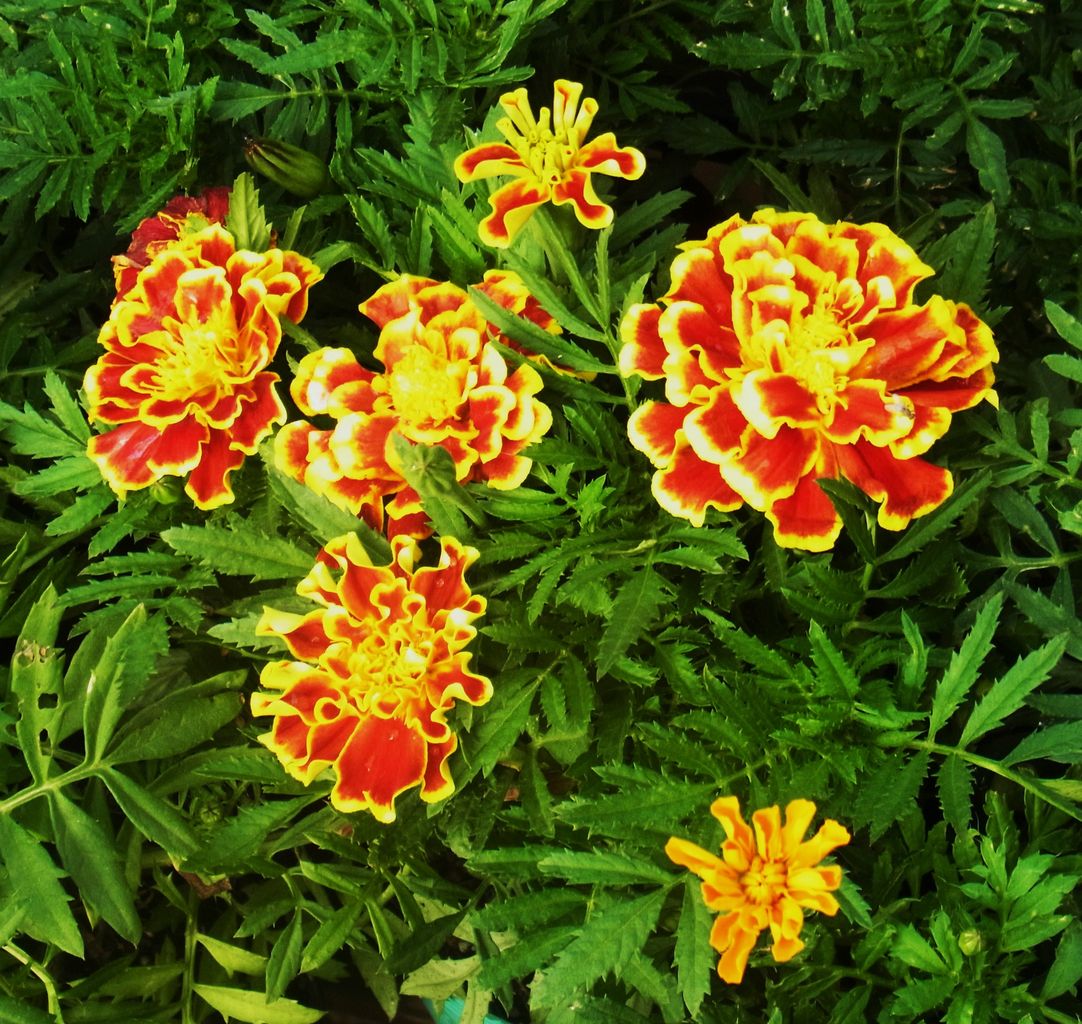 フレンチマリーゴールド 孔雀草 千寿菊 万寿菊 先代さるく フレンチマリーゴールド 孔雀草 千寿菊 万寿菊 先代さるく