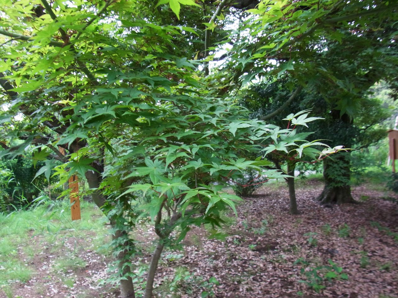 いろは紅葉 青崖 先代さるく