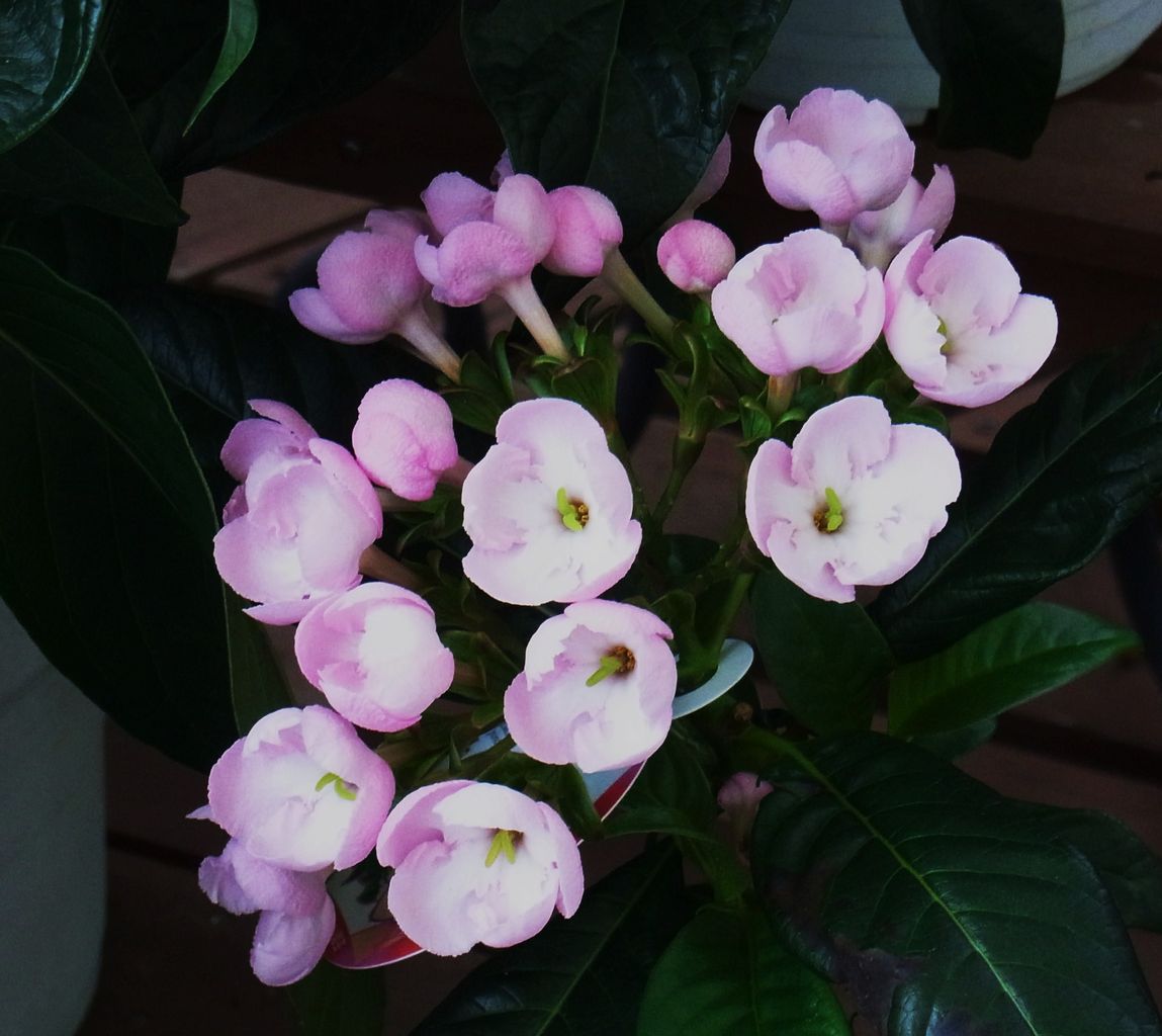 ルクリア アッサムニオイザクラ 先代さるく