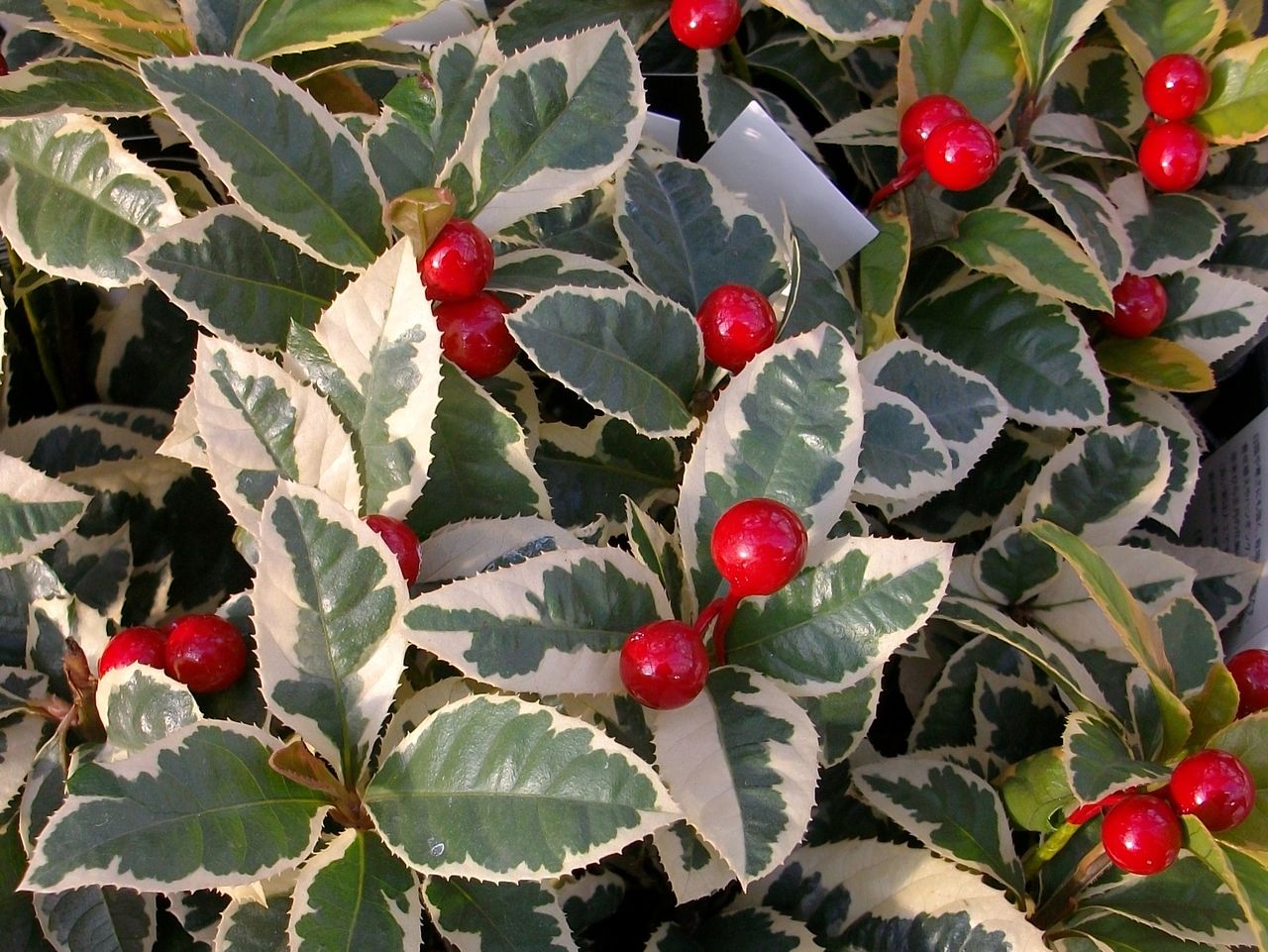 藪柑子 先代さるく