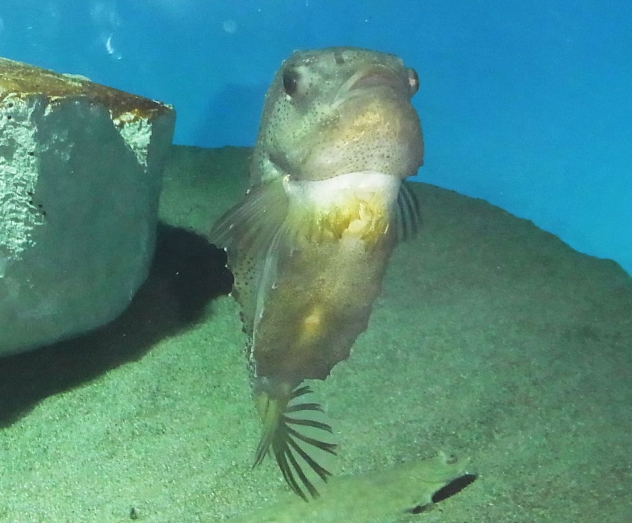 東京さるく 25 葛西臨海水族館の生物と魚 先代さるく 東京さるく 25 葛西臨海水族館の生物と魚 先代さるく