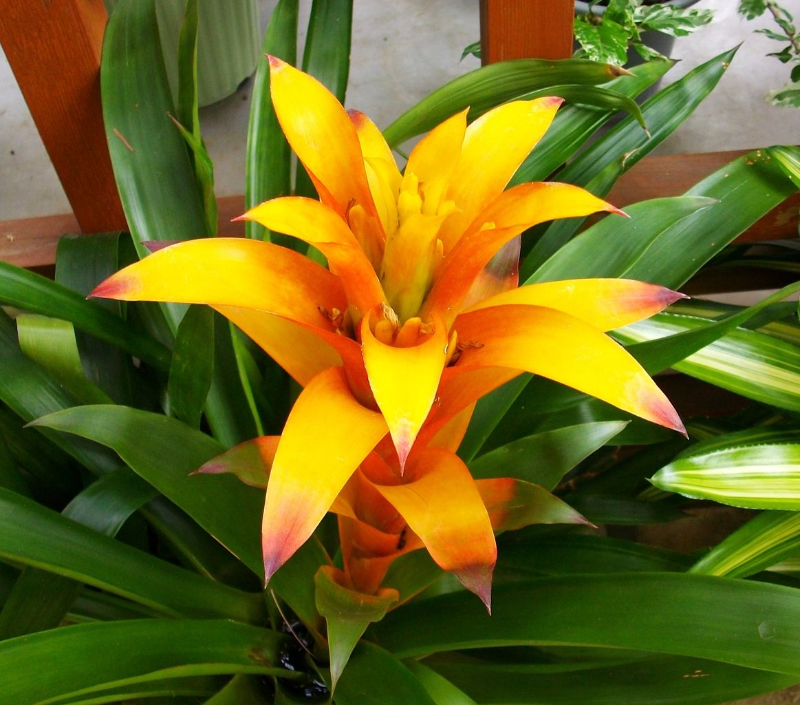 都市農業公園 グズマニア と スパティフィラム 先代さるく