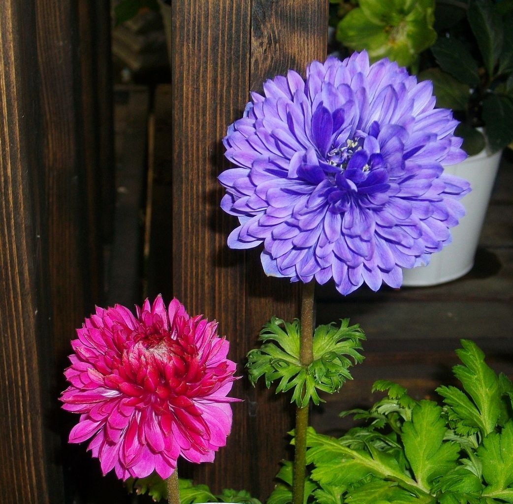 アネモネ 牡丹一華 花一華 紅花翁草 先代さるく