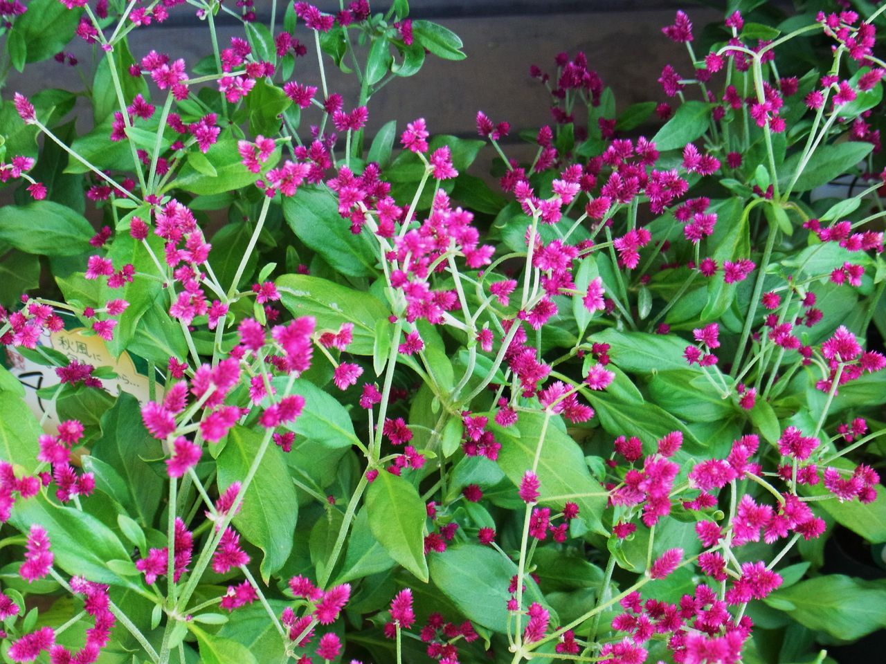 千日小坊 千紅花火 先代さるく 千日小坊 千紅花火 先代さるく