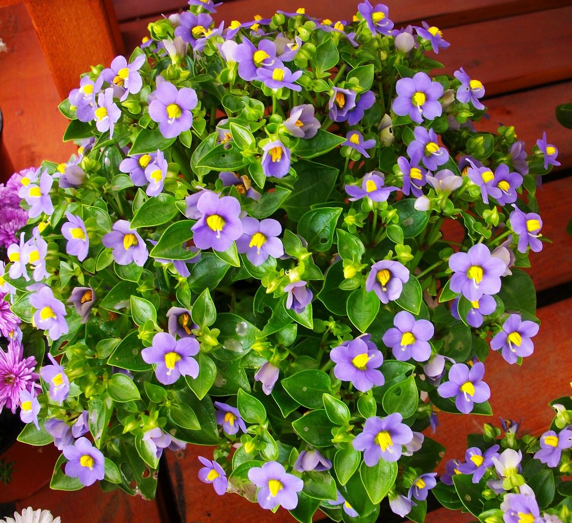 エキザカム 紅姫竜胆 エクサクム 先代さるく