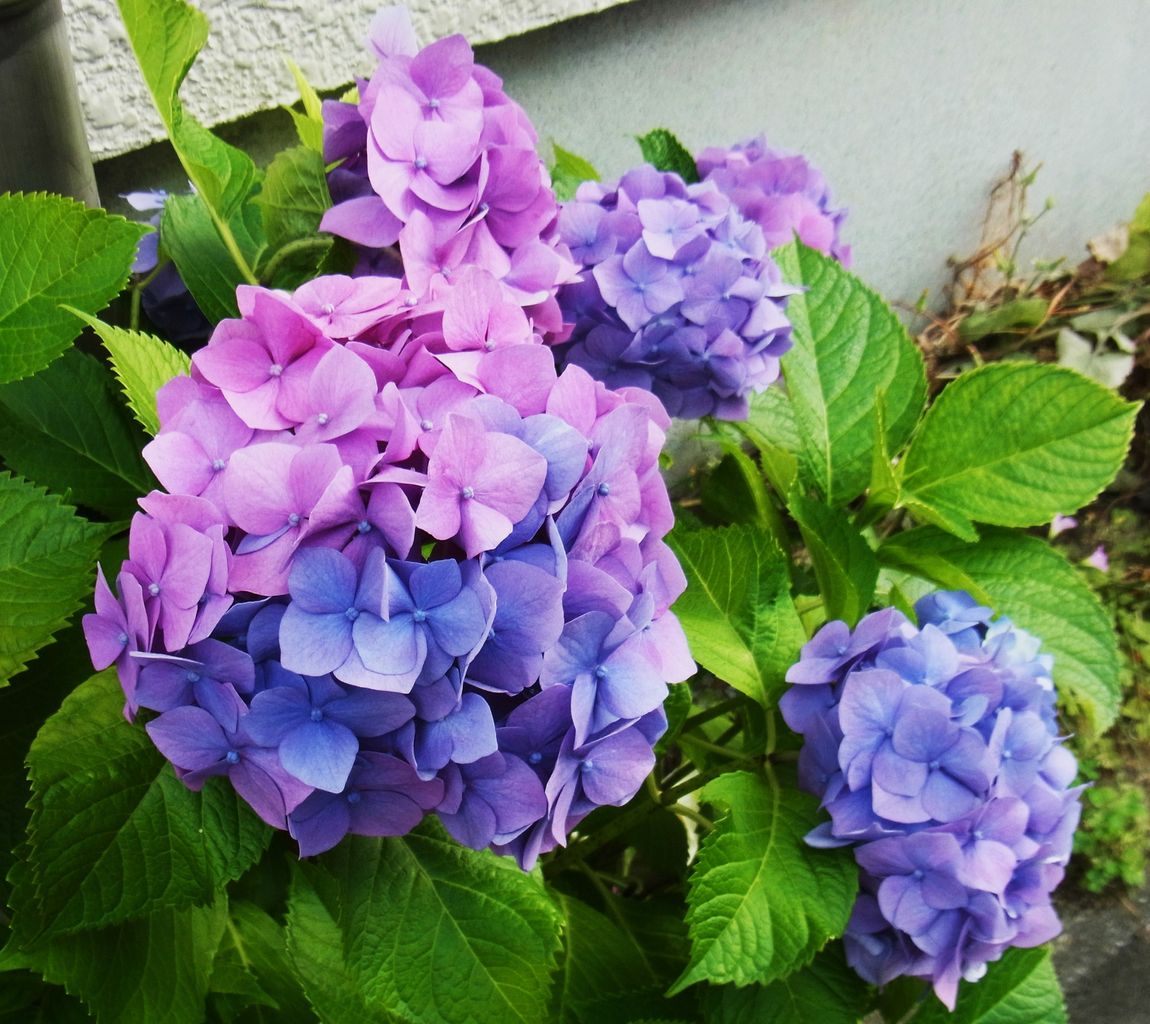 紫陽花 四葩 七変化 先代さるく 紫陽花 四葩 七変化 先代さるく