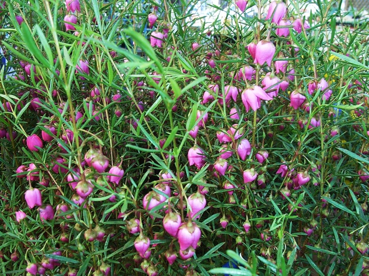 ボロニア ピグミーランタン 先代さるく