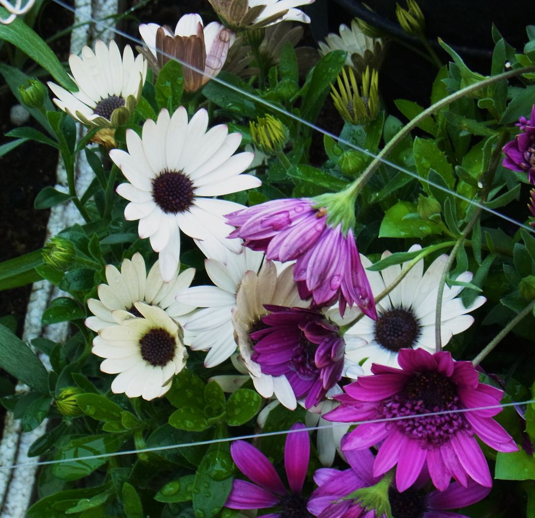 オステオスペルマム アフリカンデージー 先代さるく