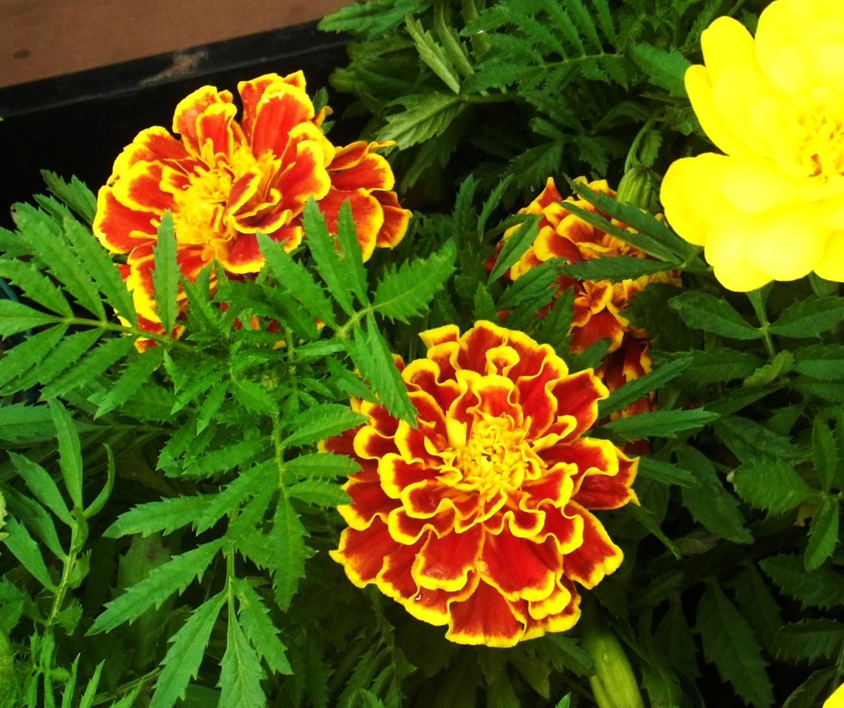 フレンチマリーゴールド 孔雀草 千寿菊 万寿菊 先代さるく フレンチマリーゴールド 孔雀草 千寿菊 万寿菊 先代さるく