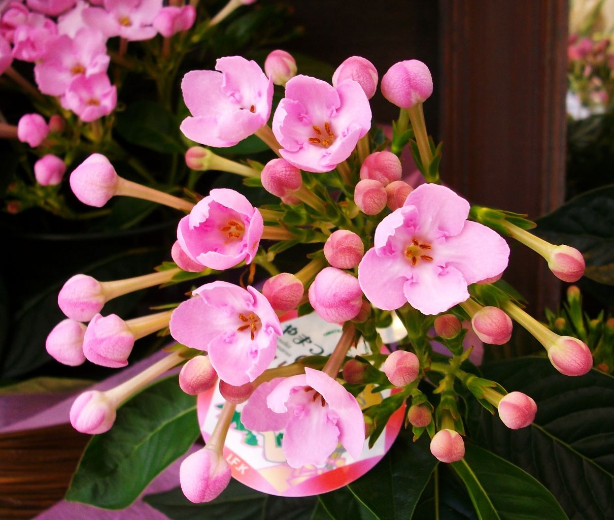 匂い桜 ルクリア アッサム匂い桜 先代さるく