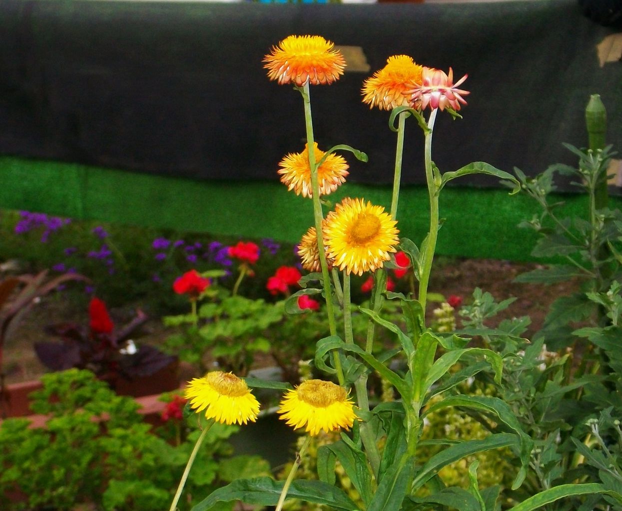 ヘリクリサム 麦藁菊 帝王貝細工 先代さるく ヘリクリサム 麦藁菊 帝王貝細工 先代さるく