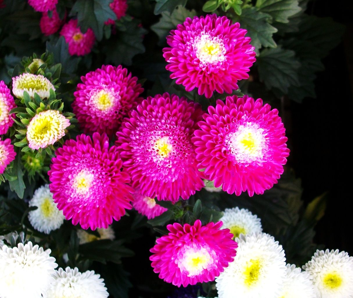 アスター 蝦夷菊 先代さるく アスター 蝦夷菊 先代さるく