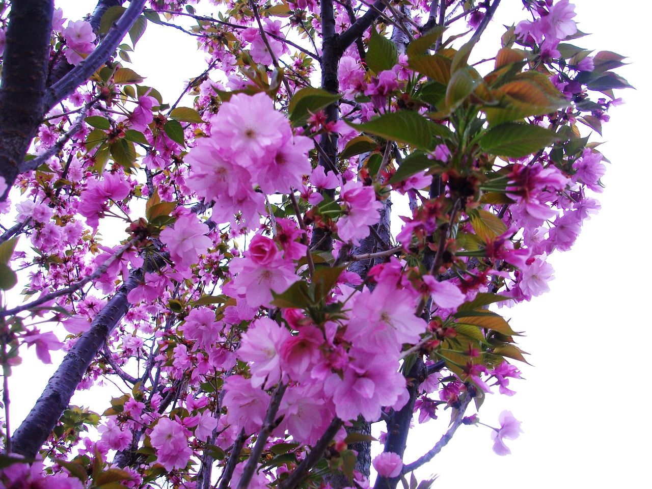 八重桜 里桜 牡丹桜 先代さるく