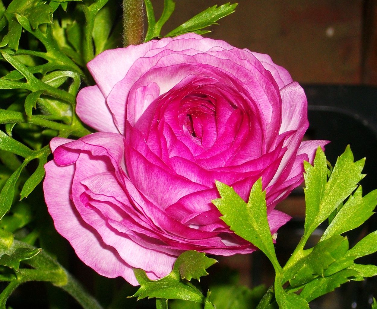 ラナンキュラス 花金鳳花 先代さるく