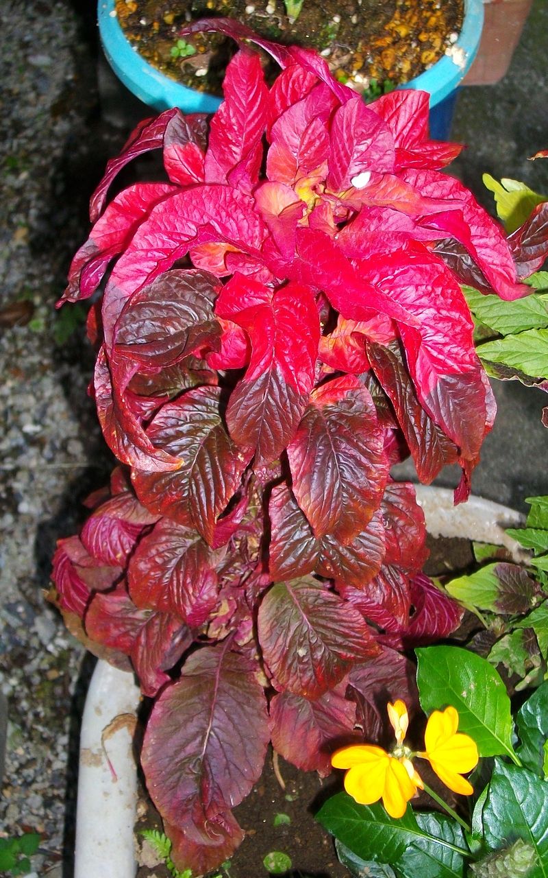 歳時記 秋 葉鶏頭 雁来紅 かまつか 先代さるく