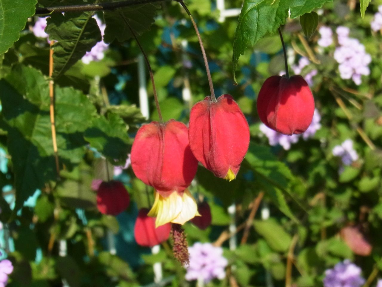 チロリアンランプ 先代さるく チロリアンランプ 先代さるく