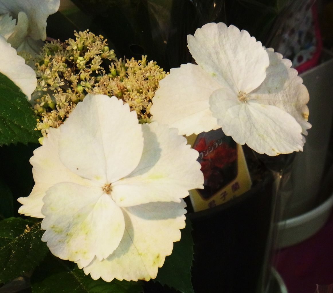 紫陽花 七変化 四葩 よひら 手毬花 先代さるく