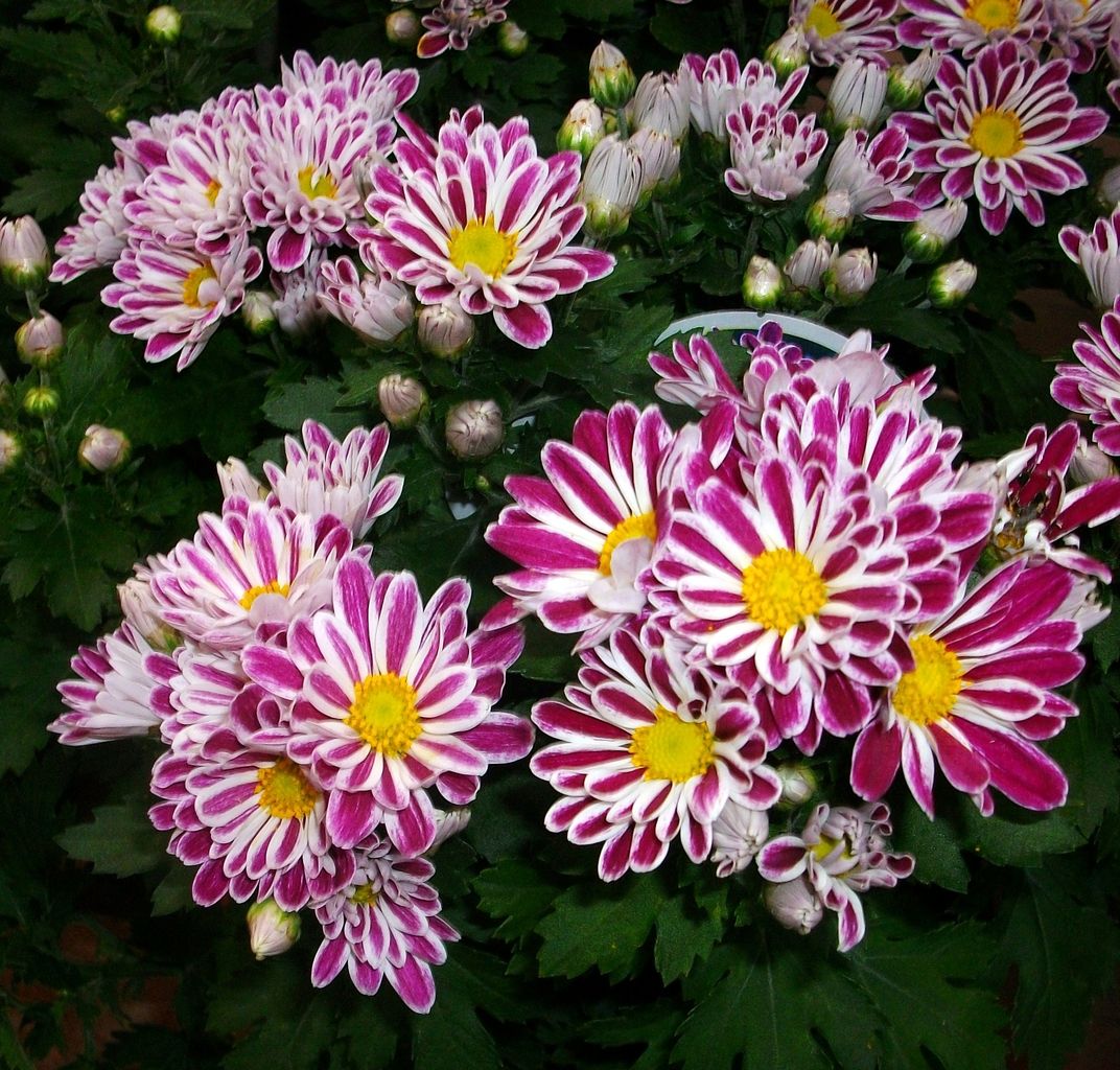 スプレー菊 スプレーマム 先代さるく スプレー菊 スプレーマム 先代さるく