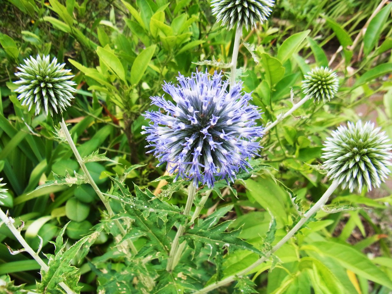 瑠璃玉薊 ブルーボール エキノプス 先代さるく 瑠璃玉薊 ブルーボール エキノプス 先代さるく