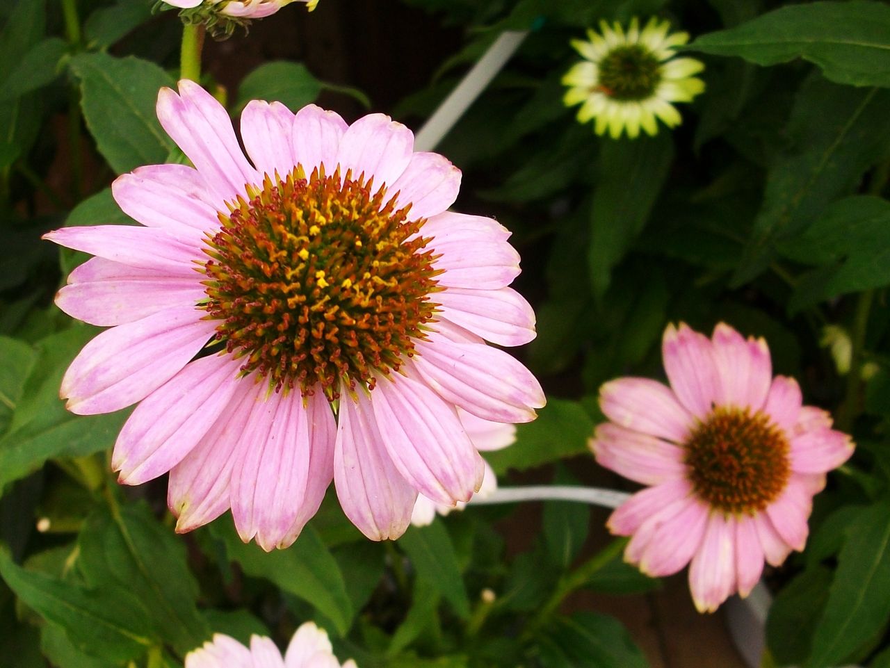 エキナセア 紫馬簾菊 先代さるく